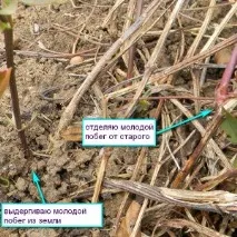 Клематіс. Розмноження «п’яточками» та відведеннями розмноження