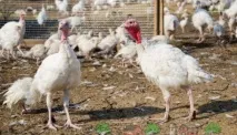 Блог про індиків - цікава та корисна інформація для початківців цікава