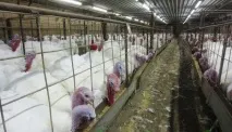 Блог про індиків - цікава та корисна інформація для початківців корисна
