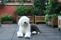 bobtail bobtail