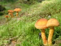 Безпечний відпочинок на природі природі