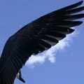 Частина плуга - пошук слів за маскою та визначенням, відповіді на сканворди визначенням
