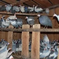 Цісарка домашня цесарок