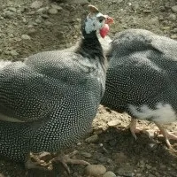 Цісарка домашня домашня