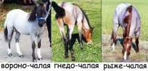Чала масть коня чала