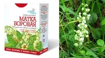 матка борова