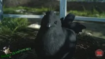 chocobo лявата страна