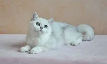британски британски