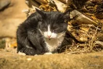 Че там у грецькій Монемвасії монемвасії