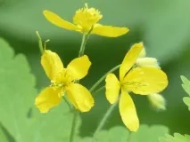 лечебни супени лъжици