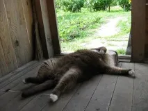 домашна какво