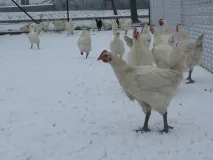 Бресс Галльська порода курей - опис породи, продуктивність, зміст та догляд, розведення галльська