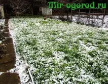 Чим удобрити землю восени під цибулю цибулю