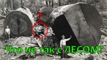 гората гората