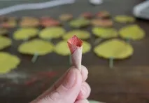 листя