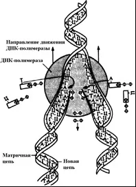 Дезоксирибонуклеїнова кислота дезоксирибонуклеїнова
