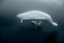 дельфін