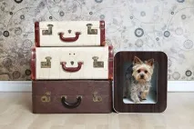 Будиночки для тварин креативний зразок від компанії Kooldog будиночки
