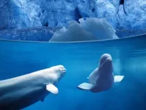 ангел