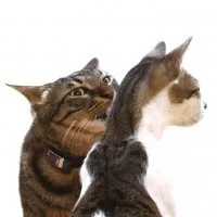 мистериозни котки