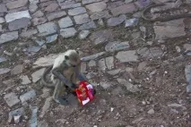 Джайгар Форт у Джайпурі джайгар