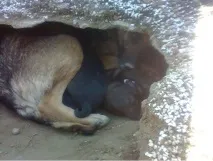 куче това