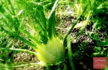 Фенхель звичайний (Foeniculum vulgare) foeniculum