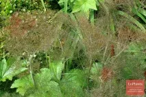 Фенхель звичайний (Foeniculum vulgare) foeniculum