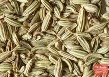 Фенхель звичайний (Foeniculum vulgare) foeniculum
