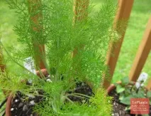 Фенхель звичайний (Foeniculum vulgare) vulgare
