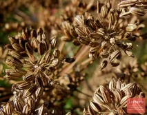 Фенхель звичайний (Foeniculum vulgare) звичайний