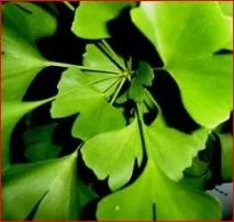 Гінкго Білоба - відгуки, застосування, інструкція, Всі хвороби гінкго