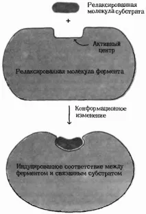 Чинники, що визначають каталітичну ефективність ферментів чинники