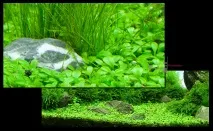 Глоссостигма повійничкова (Glossostigma elatinoides) glossostigma