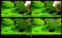 Глоссостигма повійничкова (Glossostigma elatinoides) глоссостигма
