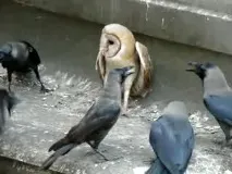 основното нещо