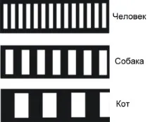 котешки приблизително конуса