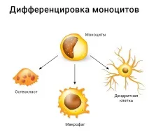 Імунітет і все, що ми повинні знати про власну армію нашого організму повинні
