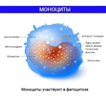 Імунітет і все, що ми повинні знати про власну армію нашого організму знати