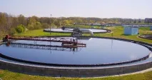 Цікаві факти про водорості цікаві