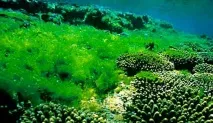 Цікаві факти про водорості водорості