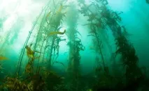 Цікаві факти про водорості водорості