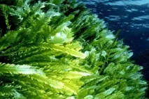 Цікаві факти про водорості цікаві
