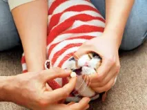 котка котки