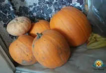 вирощування