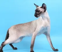 сіамська