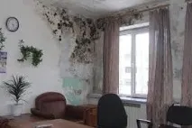 Як позбутися грибка та чорної цвілі на стінах та стелі у квартирі грибка