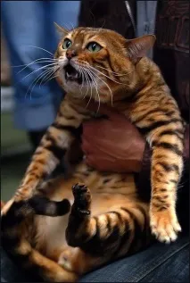 котката
