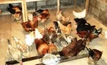 Як підвищити несучість у курей несучок курей