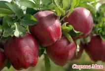 дървета грижим